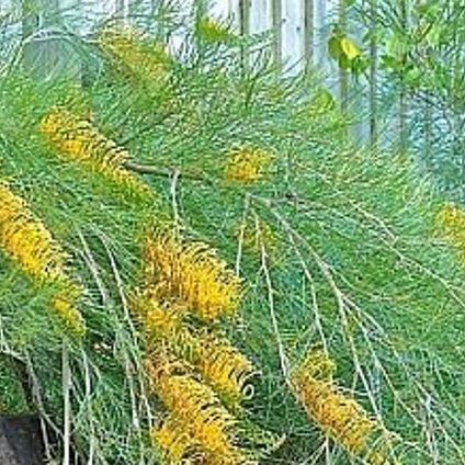 Grevillea Cooroora Cascade in the GardenTags plant encyclopedia Cooroora Cascade in the GardenTags plant encyclopedia