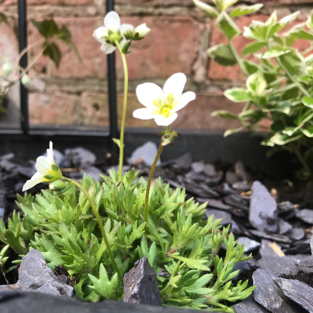 Saxifraga x arendsii Limegreen in the GardenTags plant encyclopedia Saxifrage Limegreen in the GardenTags plant encyclopedia