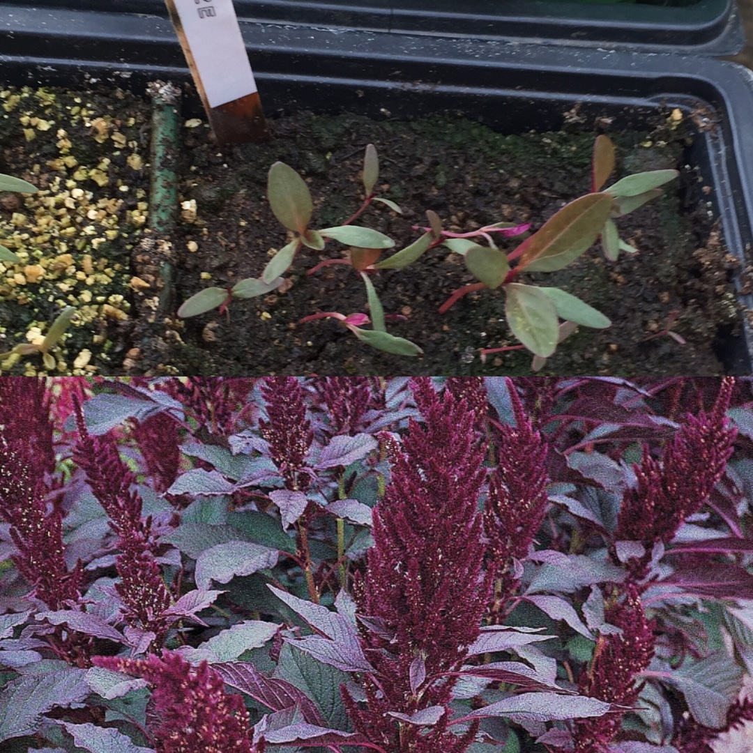 Amaranthus paniculatus Marvel Bronze in the GardenTags plant encyclopedia Purple Amaranth Marvel Bronze in the GardenTags plant encyclopedia