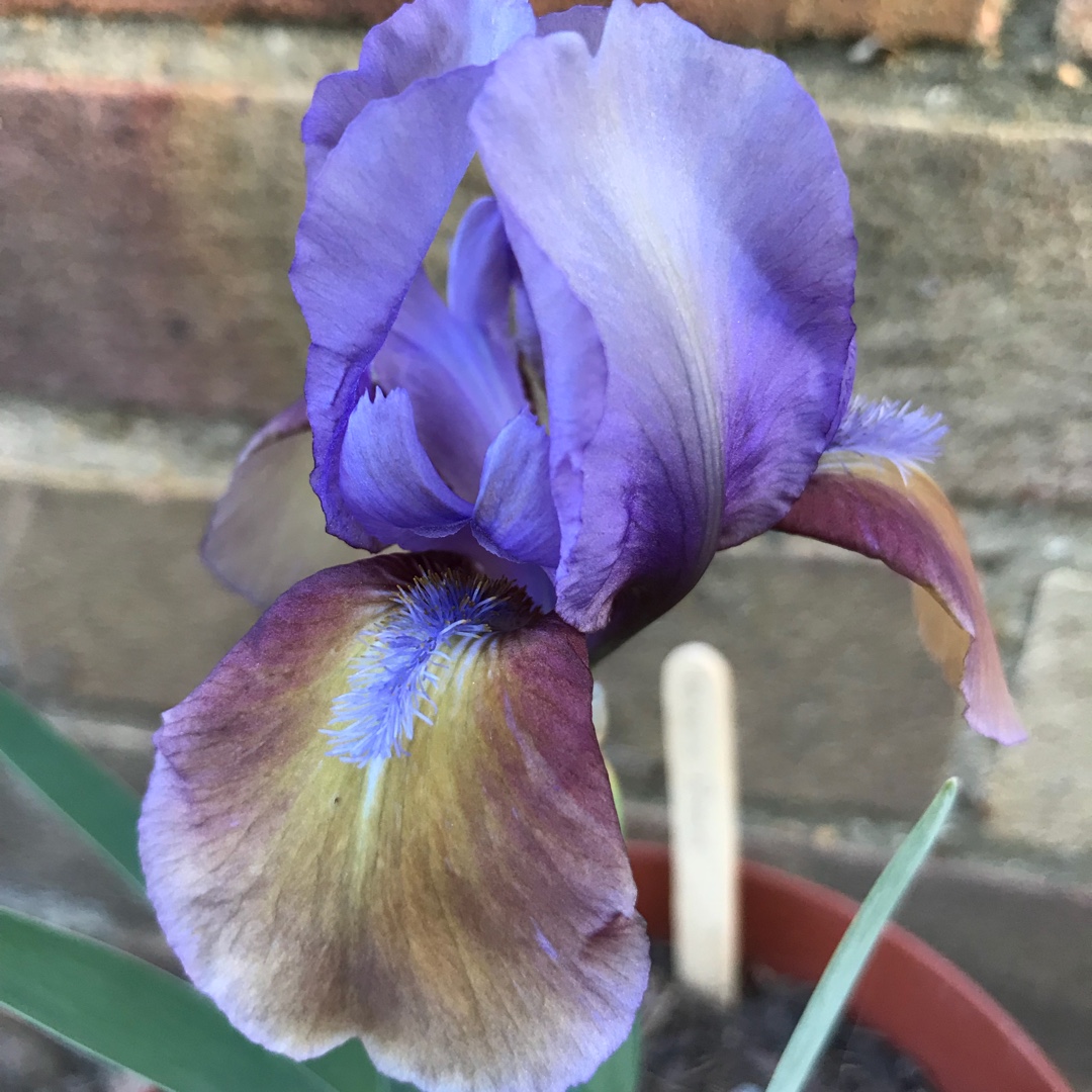 Iris x germanica Hocus Pocus in the GardenTags plant encyclopedia Bearded Iris Hocus Pocus (Standard Dwarf) in the GardenTags plant encyclopedia