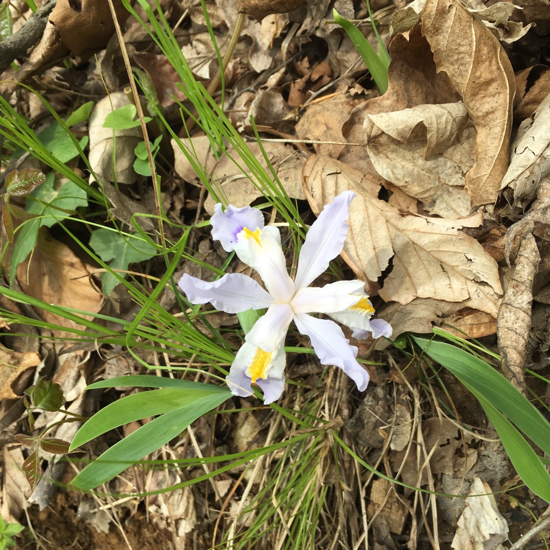 Iris Verna in the GardenTags plant encyclopedia Dwarf Violet Iris in the GardenTags plant encyclopedia