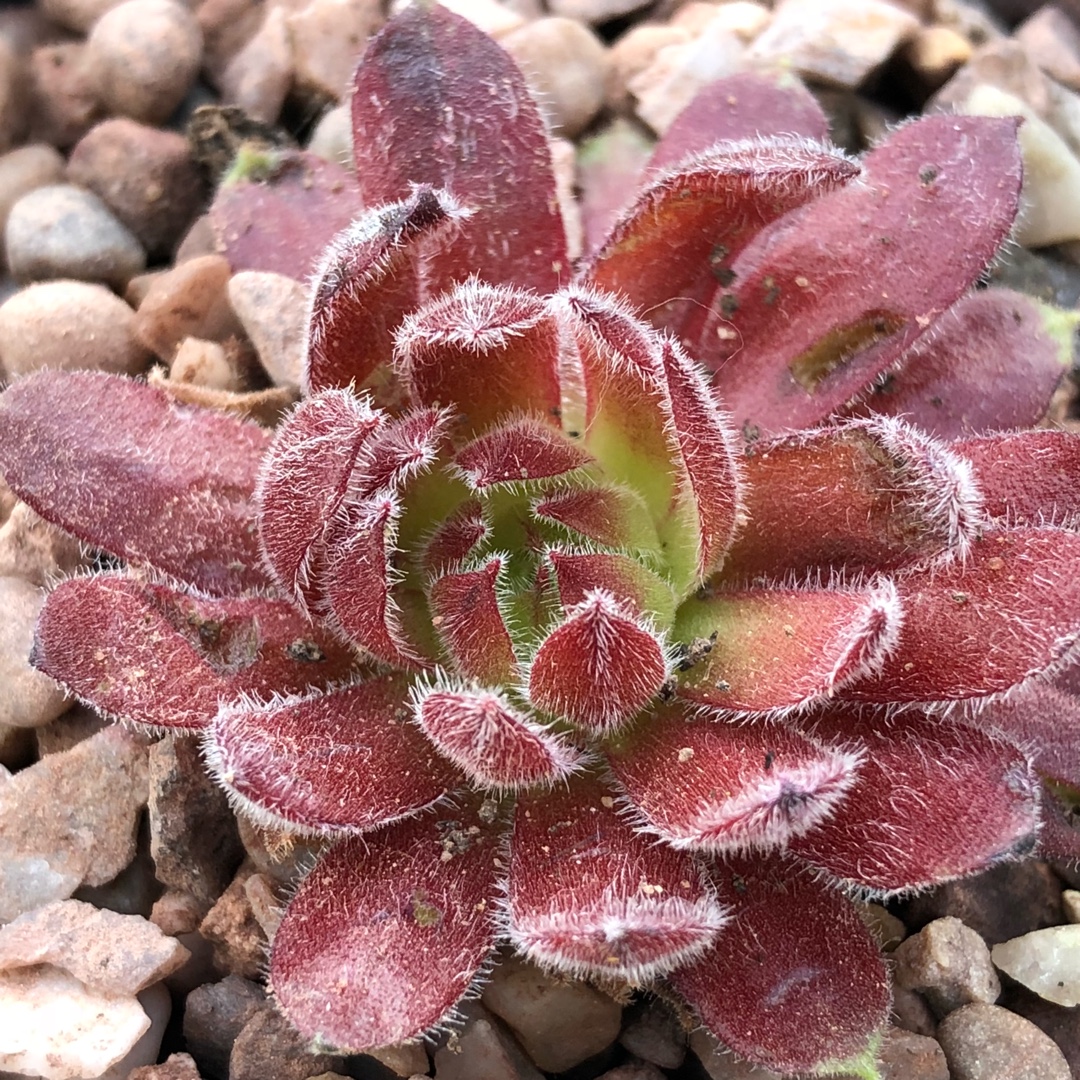 Sempervivum Just Peachy in the GardenTags plant encyclopedia Sempervivum Just Peachy in the GardenTags plant encyclopedia