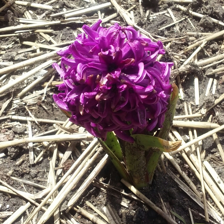 Hyacinthus orientalis Miss Saigon in the GardenTags plant encyclopedia Hyacinth Miss Saigon in the GardenTags plant encyclopedia