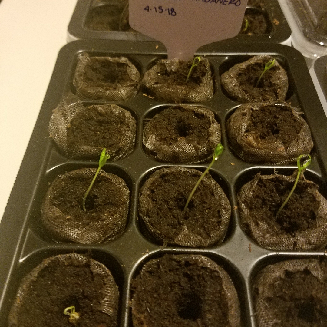 Capsicum Chinense Habanero Lemon in the GardenTags plant encyclopedia Chilli Habanero Lemon in the GardenTags plant encyclopedia