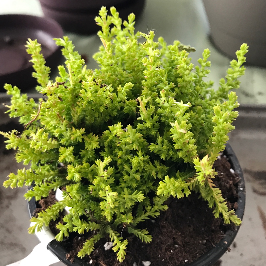 Calluna vulgaris Firefly in the GardenTags plant encyclopedia Common Heather Firefly in the GardenTags plant encyclopedia