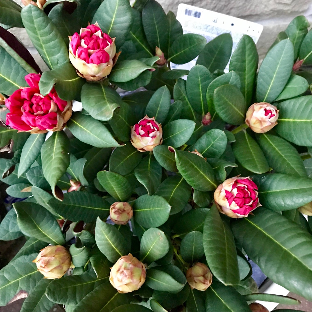 Rhododendron Wine And Roses in the GardenTags plant encyclopedia Rhododendron Wine And Roses in the GardenTags plant encyclopedia