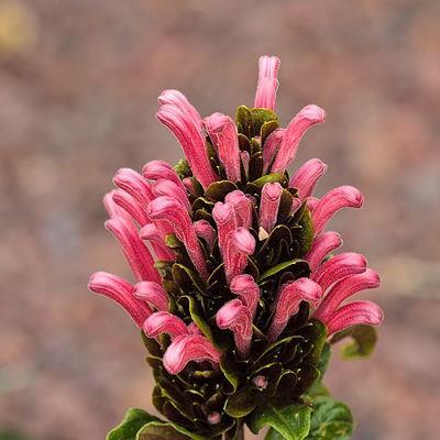 Justicia carnea in the GardenTags plant encyclopedia Brazilian plume flower in the GardenTags plant encyclopedia