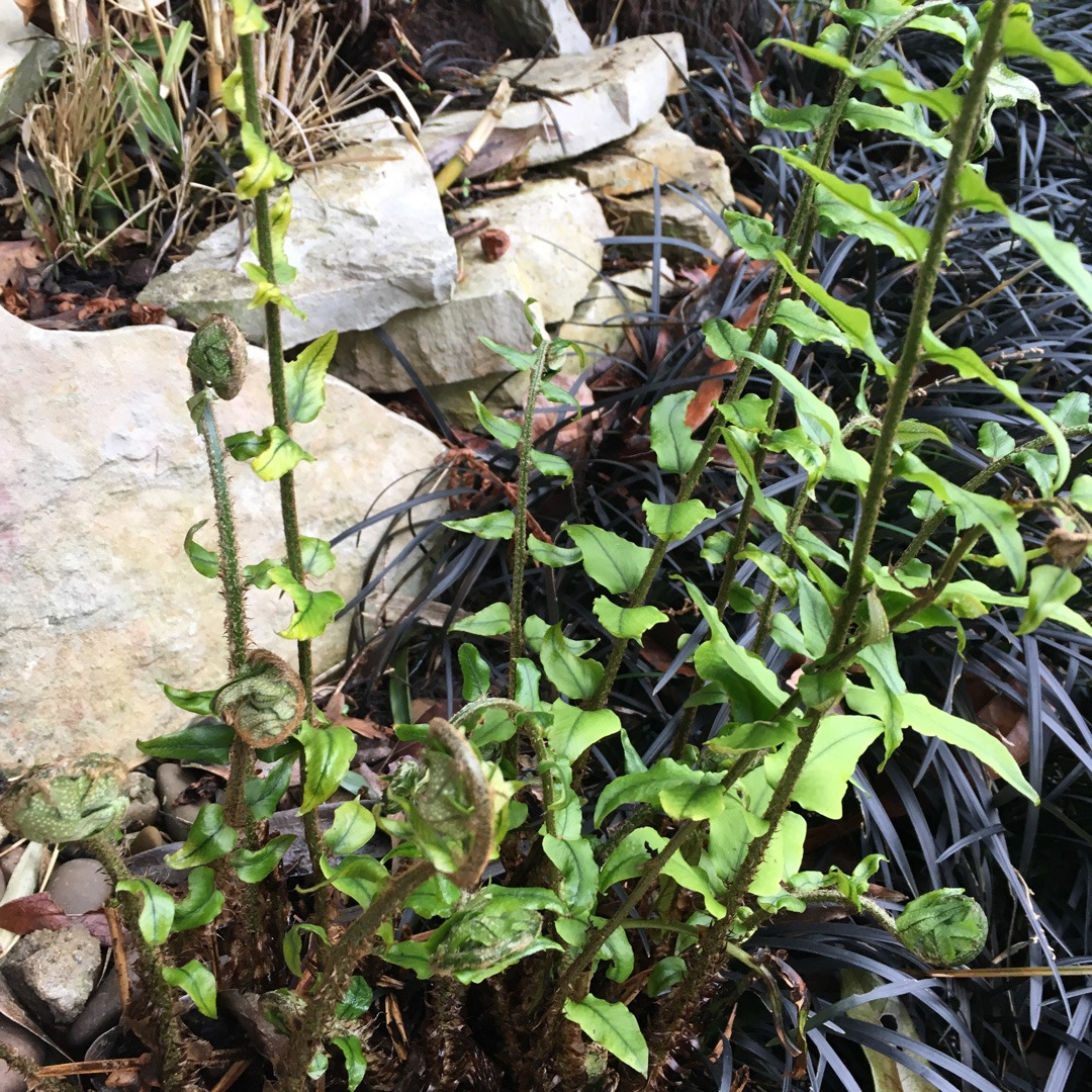 Adiantum Trapeziforme in the GardenTags plant encyclopedia Diamond Maidenhair Fern in the GardenTags plant encyclopedia
