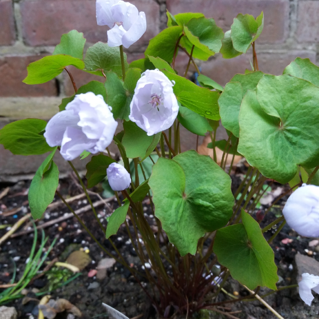 Jeffersonia dubia syn. Plagiorhegma dubium in the GardenTags plant encyclopedia Twinleaf in the GardenTags plant encyclopedia