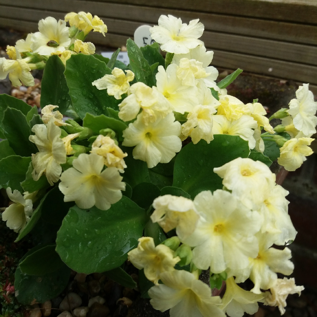 Primula Lindum Celebration in the GardenTags plant encyclopedia Primula Lindum Celebration in the GardenTags plant encyclopedia