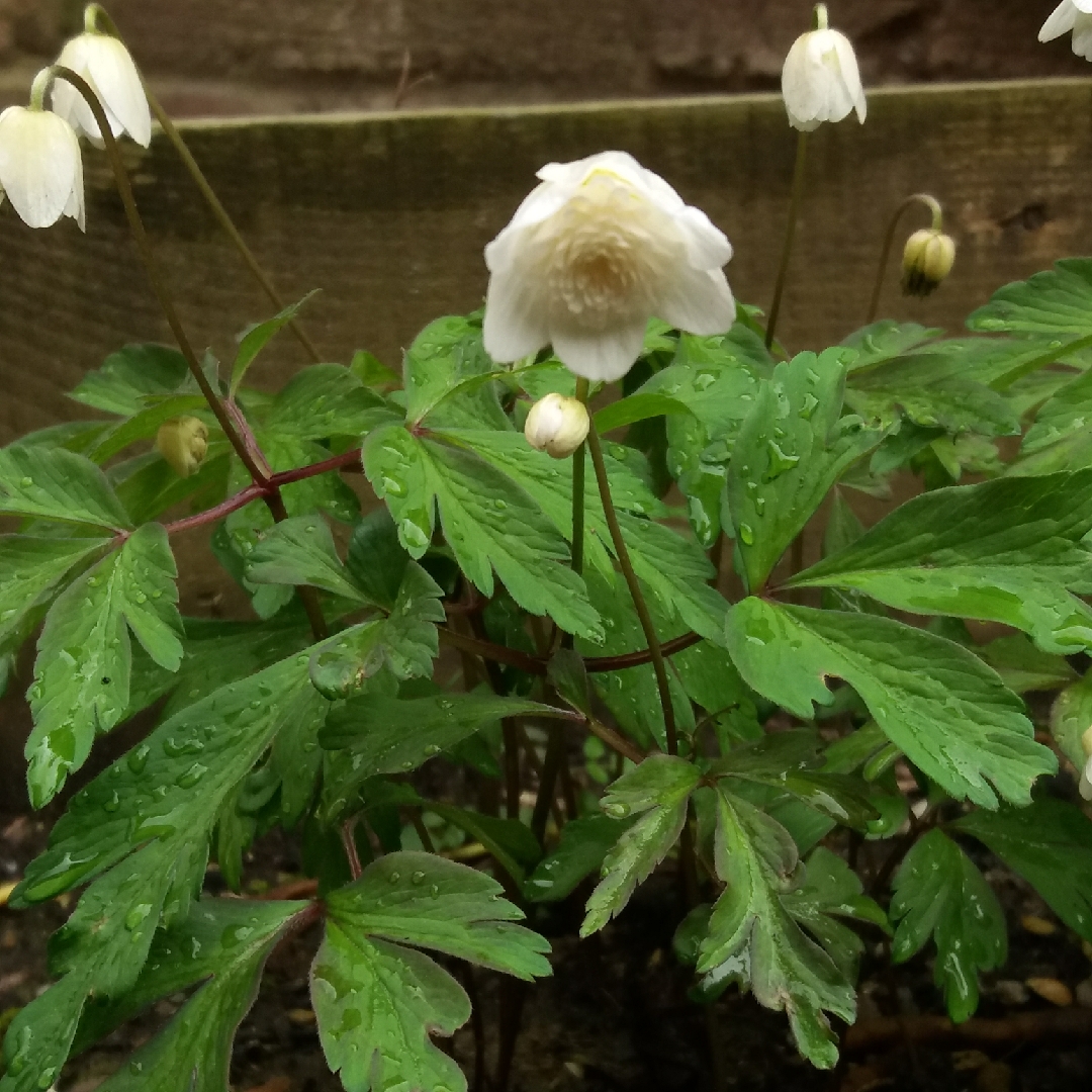 Anemone flaccida Ginpai in the GardenTags plant encyclopedia Anemone Ginpai in the GardenTags plant encyclopedia
