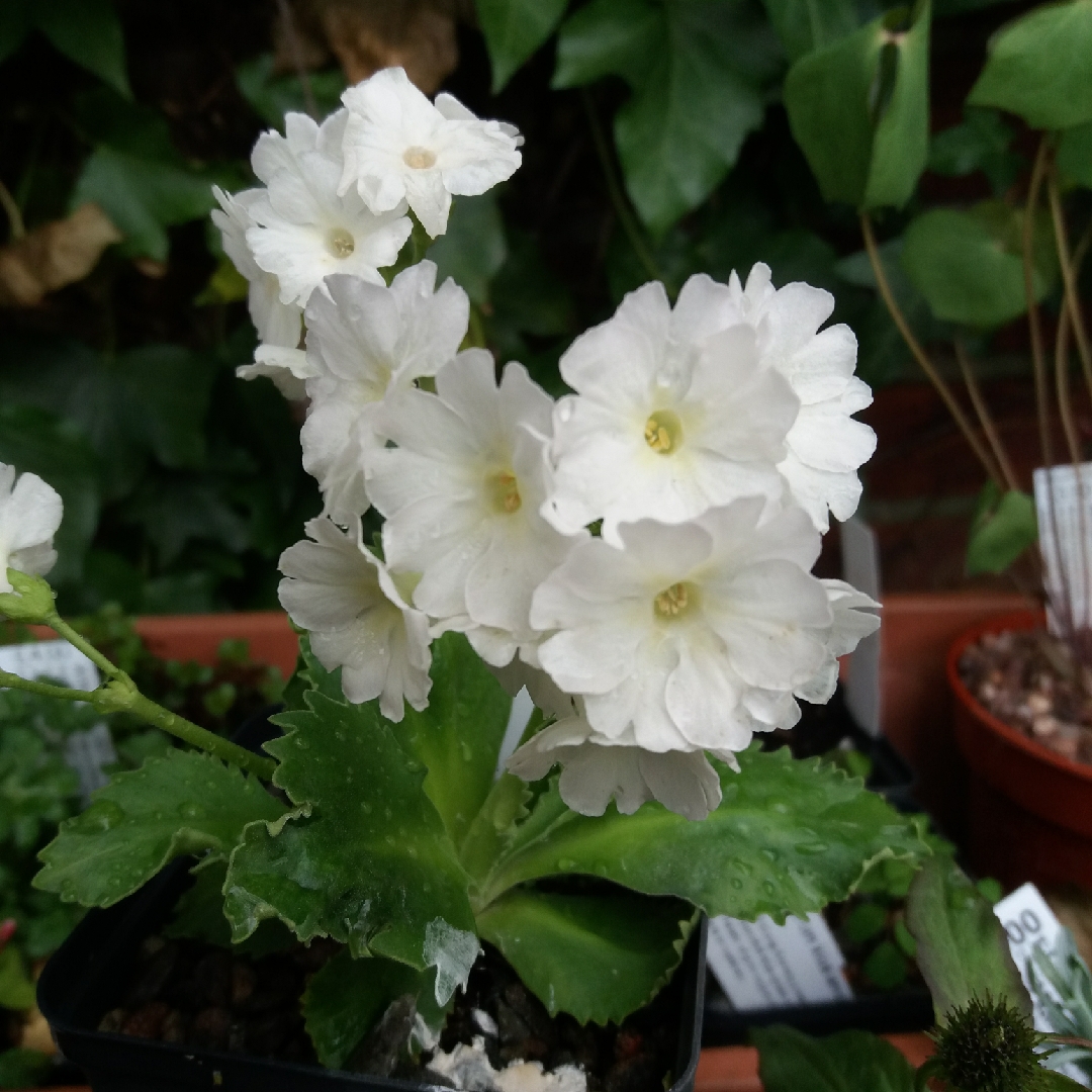 Primula marginata White Lady in the GardenTags plant encyclopedia Primula White Lady in the GardenTags plant encyclopedia