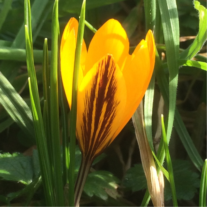Crocus x luteus Stellaris in the GardenTags plant encyclopedia Crocus Stellaris in the GardenTags plant encyclopedia
