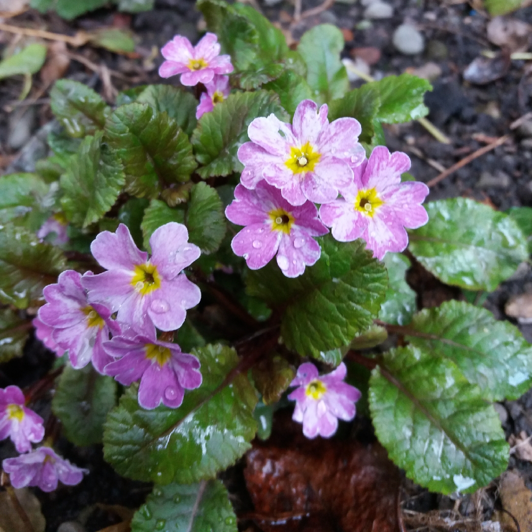 Primula vulgaris Glengariff in the GardenTags plant encyclopedia Primrose Glengariff in the GardenTags plant encyclopedia