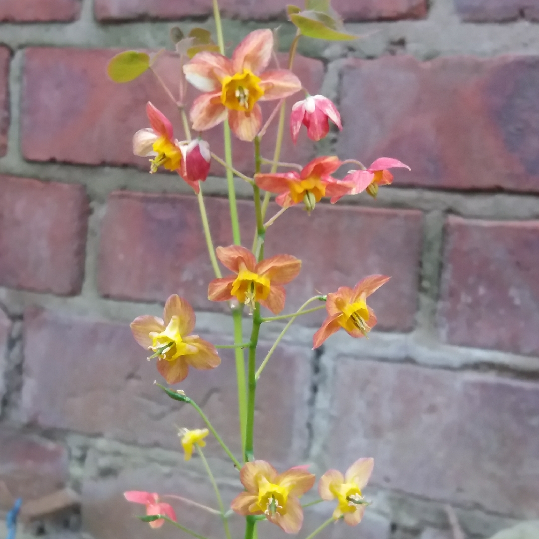 Epimedium warleyense in the GardenTags plant encyclopedia Warley epimedium in the GardenTags plant encyclopedia