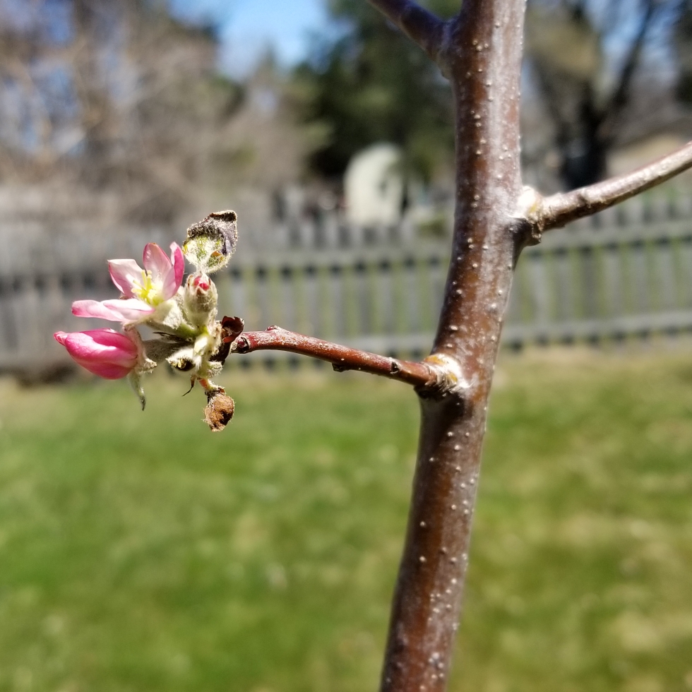 Malus domestica McIntosh in the GardenTags plant encyclopedia Apple McIntosh in the GardenTags plant encyclopedia