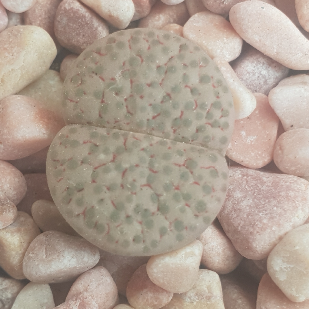 Lithops Terricolour in the GardenTags plant encyclopedia Living Stones Terricolour in the GardenTags plant encyclopedia