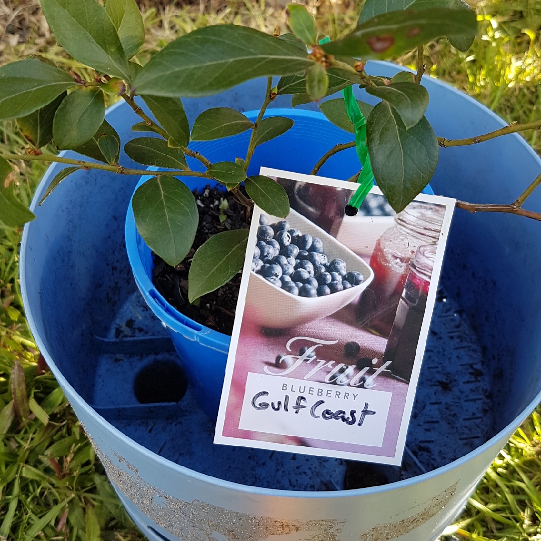 Vaccinium Gulf Coast in the GardenTags plant encyclopedia Blueberry Gulf Coast in the GardenTags plant encyclopedia