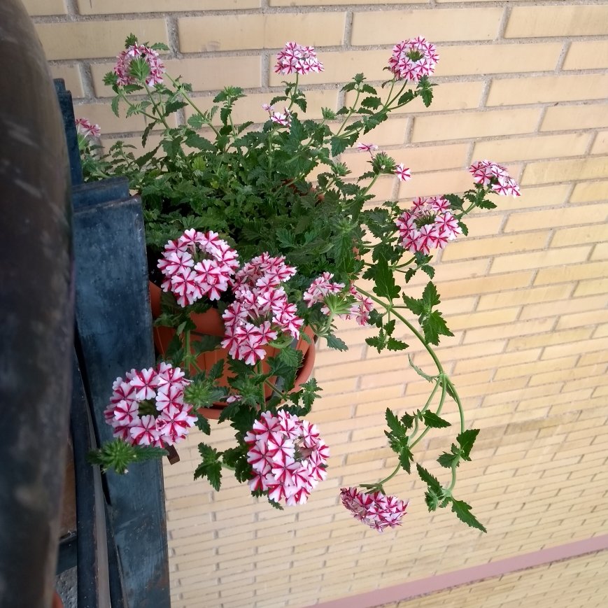 Verbena Lanai® Candy Cane in the GardenTags plant encyclopedia Verbena Lanai® Candy Cane in the GardenTags plant encyclopedia