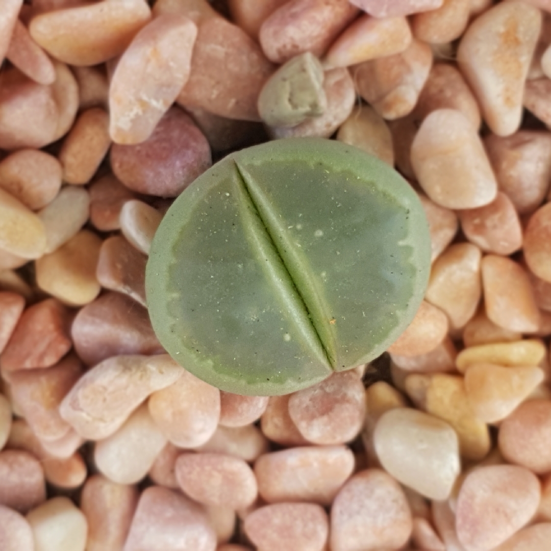 Lithops Hookeri var. Elephina in the GardenTags plant encyclopedia Living Stones Hookeri Elephina in the GardenTags plant encyclopedia