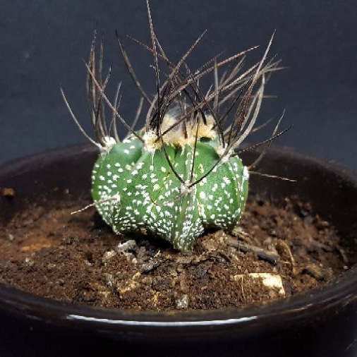 Astrophytum capricorne var. minor in the GardenTags plant encyclopedia Astrophytum capricorne var. minor in the GardenTags plant encyclopedia