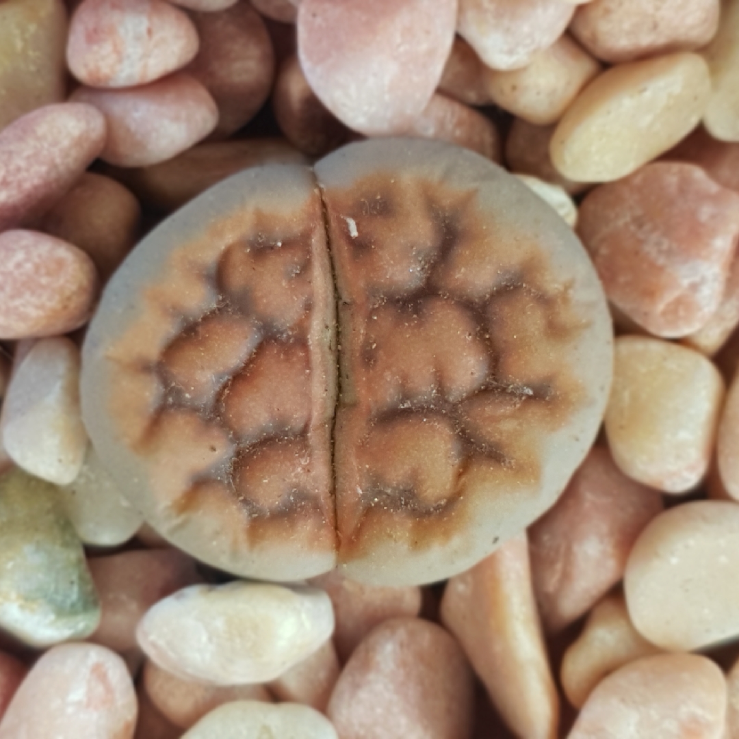 Lithops Karasmontana Brick Red in the GardenTags plant encyclopedia Living Stones Karasmontana Brick Red in the GardenTags plant encyclopedia