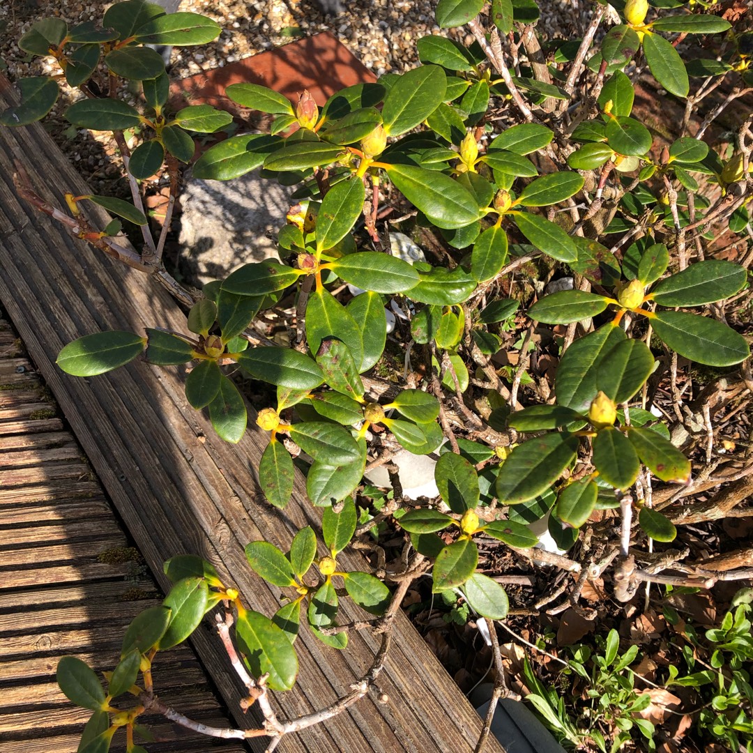 Rhododendron ferrugineum in the GardenTags plant encyclopedia Alpenrose in the GardenTags plant encyclopedia