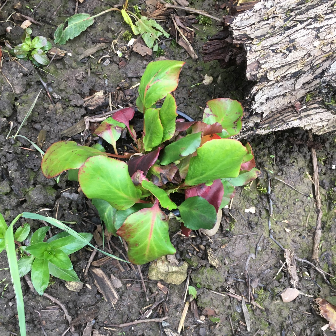 Bergenia Eroica syn. Bergenia cordifolia Eroica in the GardenTags plant encyclopedia Elephants Ears Eroica in the GardenTags plant encyclopedia