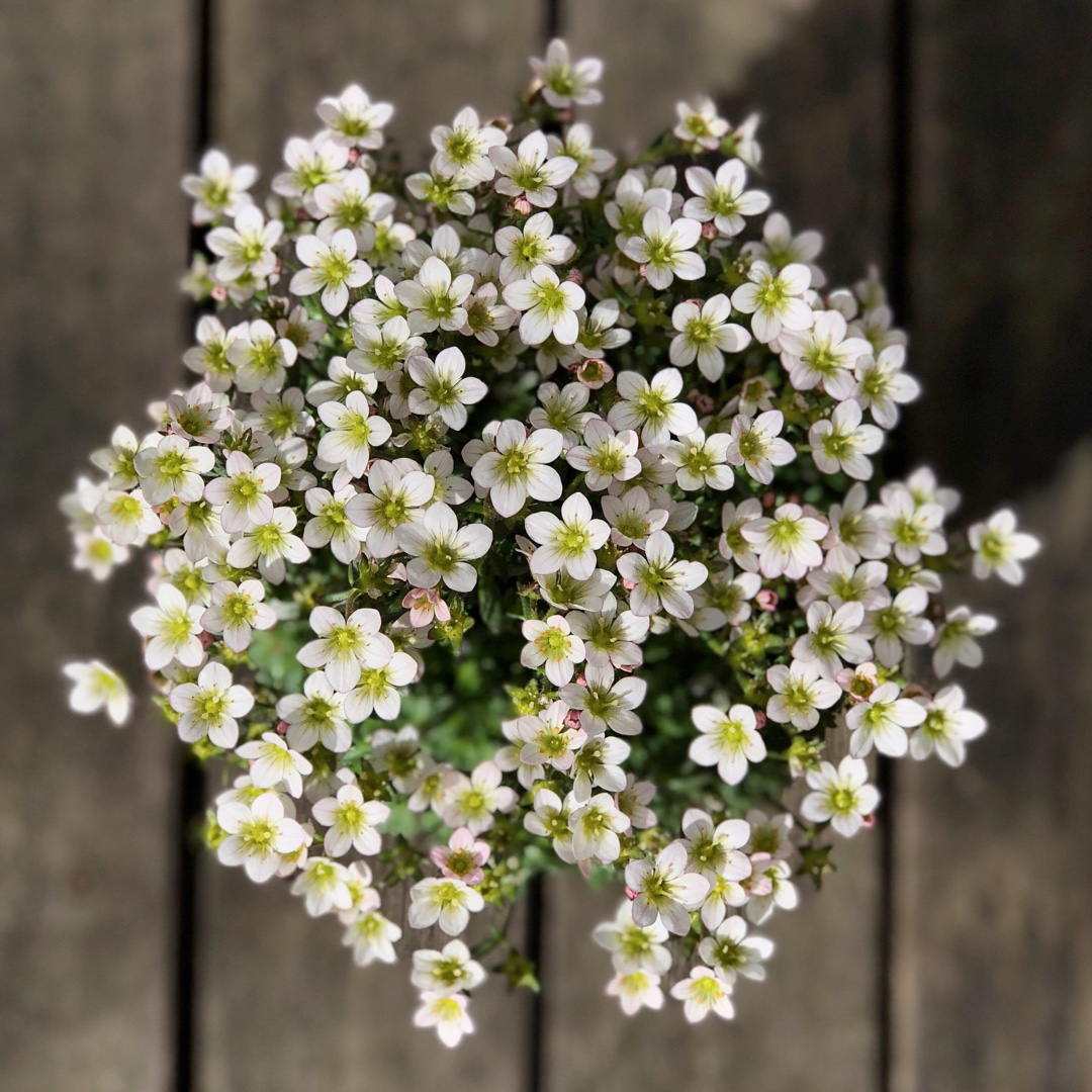 Saxifraga Apple Blossom in the GardenTags plant encyclopedia Saxifrage Apple Blossom in the GardenTags plant encyclopedia