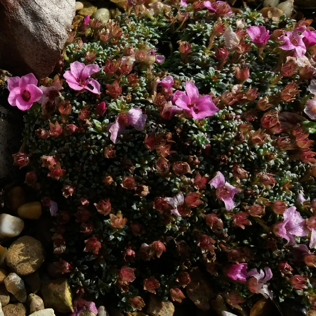 Saxifraga x poluniniana WH1 in the GardenTags plant encyclopedia Saxifrage in the GardenTags plant encyclopedia