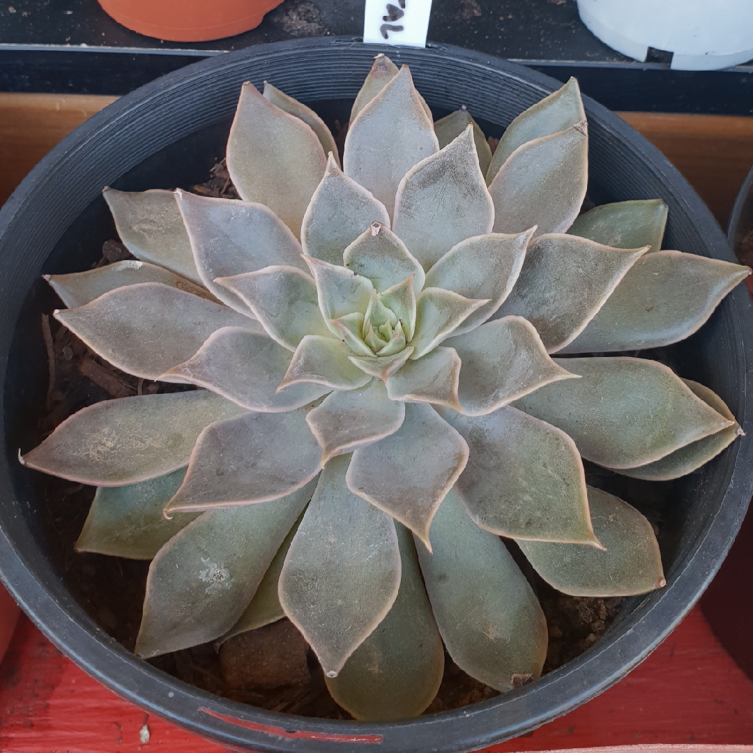 Echeveria Metal in the GardenTags plant encyclopedia Echeveria Metal in the GardenTags plant encyclopedia