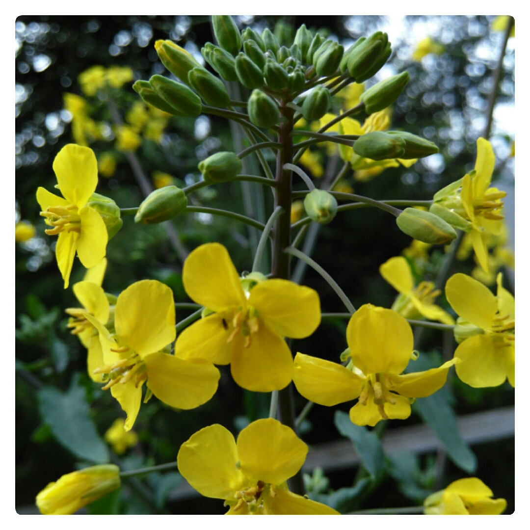 Brassica napus Delaway in the GardenTags plant encyclopedia Kale Delaway in the GardenTags plant encyclopedia