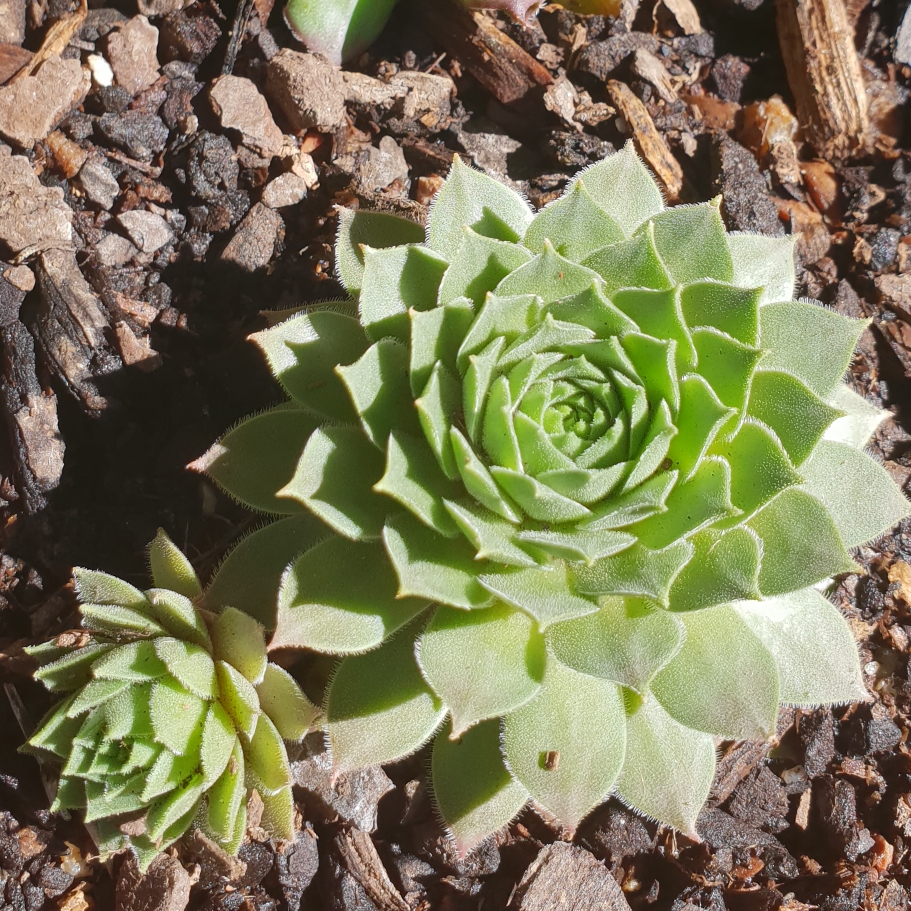 Sempervivum Red King in the GardenTags plant encyclopedia Sempervivum Red King in the GardenTags plant encyclopedia
