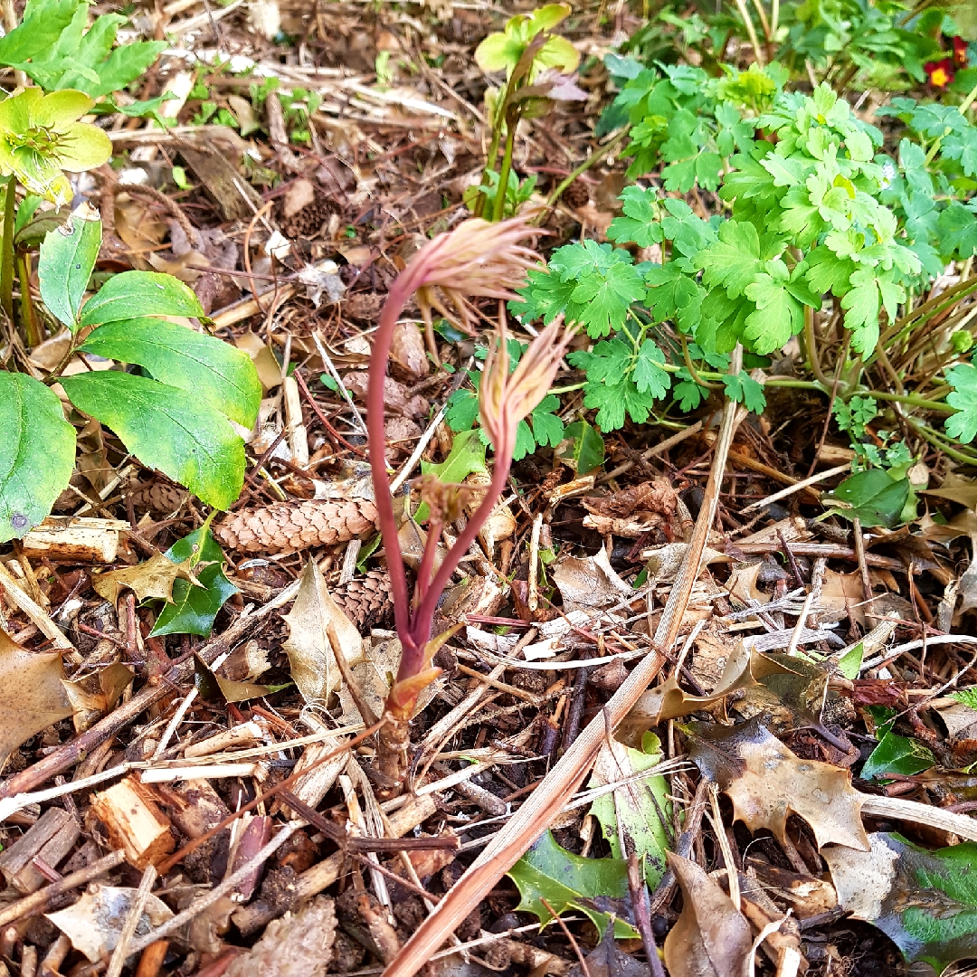 Paeonia x suffruticosa in the GardenTags plant encyclopedia Tree Peony in the GardenTags plant encyclopedia