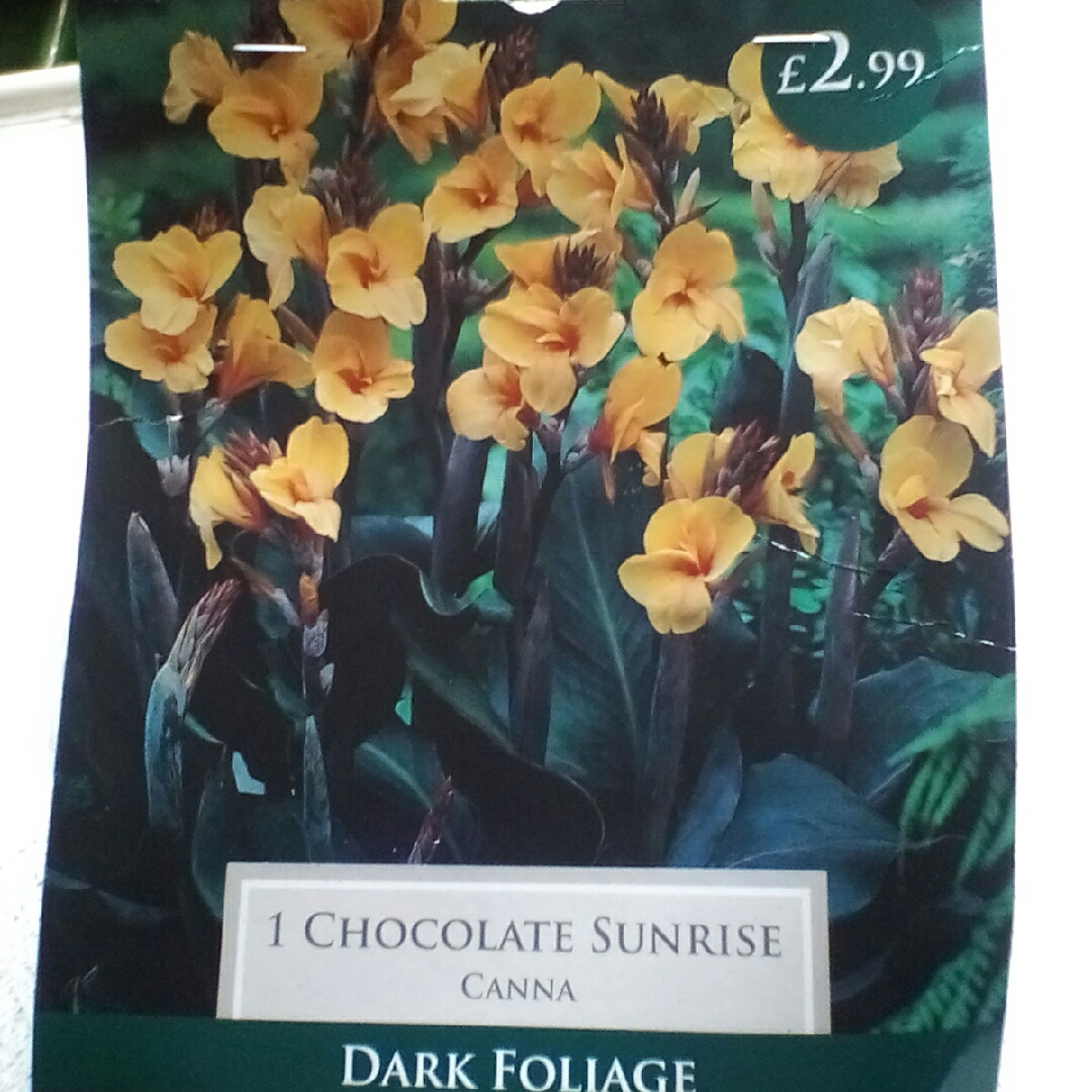 Canna Chocolate Sunrise in the GardenTags plant encyclopedia Canna Chocolate Sunrise in the GardenTags plant encyclopedia