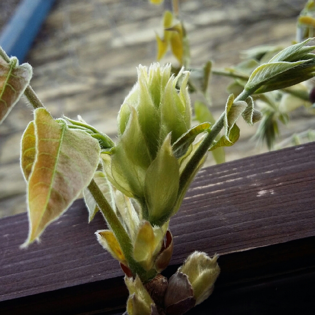 Wisteria venusta White Silk in the GardenTags plant encyclopedia Silky Wisteria White Silk in the GardenTags plant encyclopedia