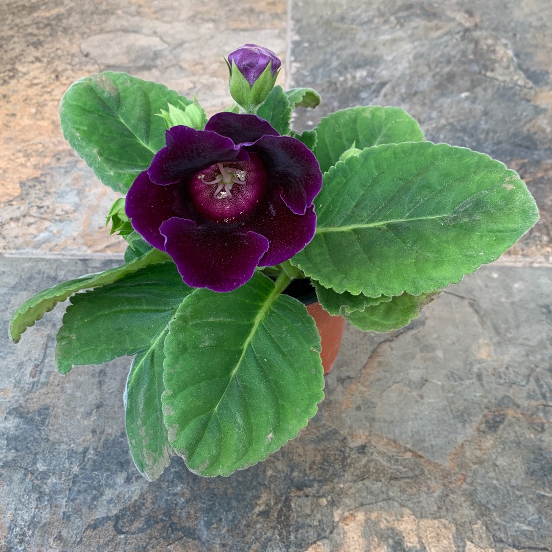 Sinningia speciosa in the GardenTags plant encyclopedia Florists Gloxinia in the GardenTags plant encyclopedia