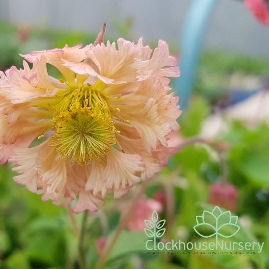 Geum Pink Fluffy in the GardenTags plant encyclopedia Water Avens Pink Fluffy in the GardenTags plant encyclopedia