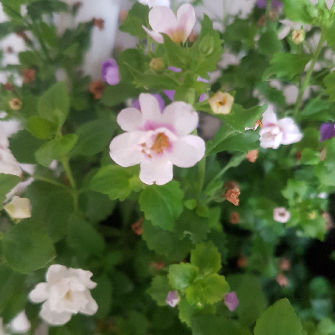 Sutera cordata in the GardenTags plant encyclopedia Bacopa in the GardenTags plant encyclopedia