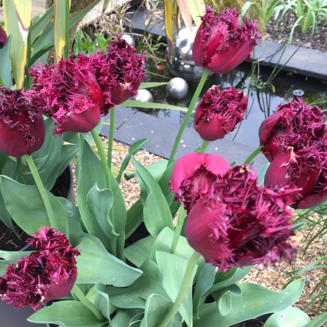 Tulipa Black Jewel in the GardenTags plant encyclopedia Tulip Black Jewel (Fringed) in the GardenTags plant encyclopedia