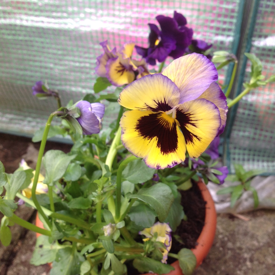 Viola Fizzy Lemonberry in the GardenTags plant encyclopedia Pansy Fizzy Lemonberry in the GardenTags plant encyclopedia