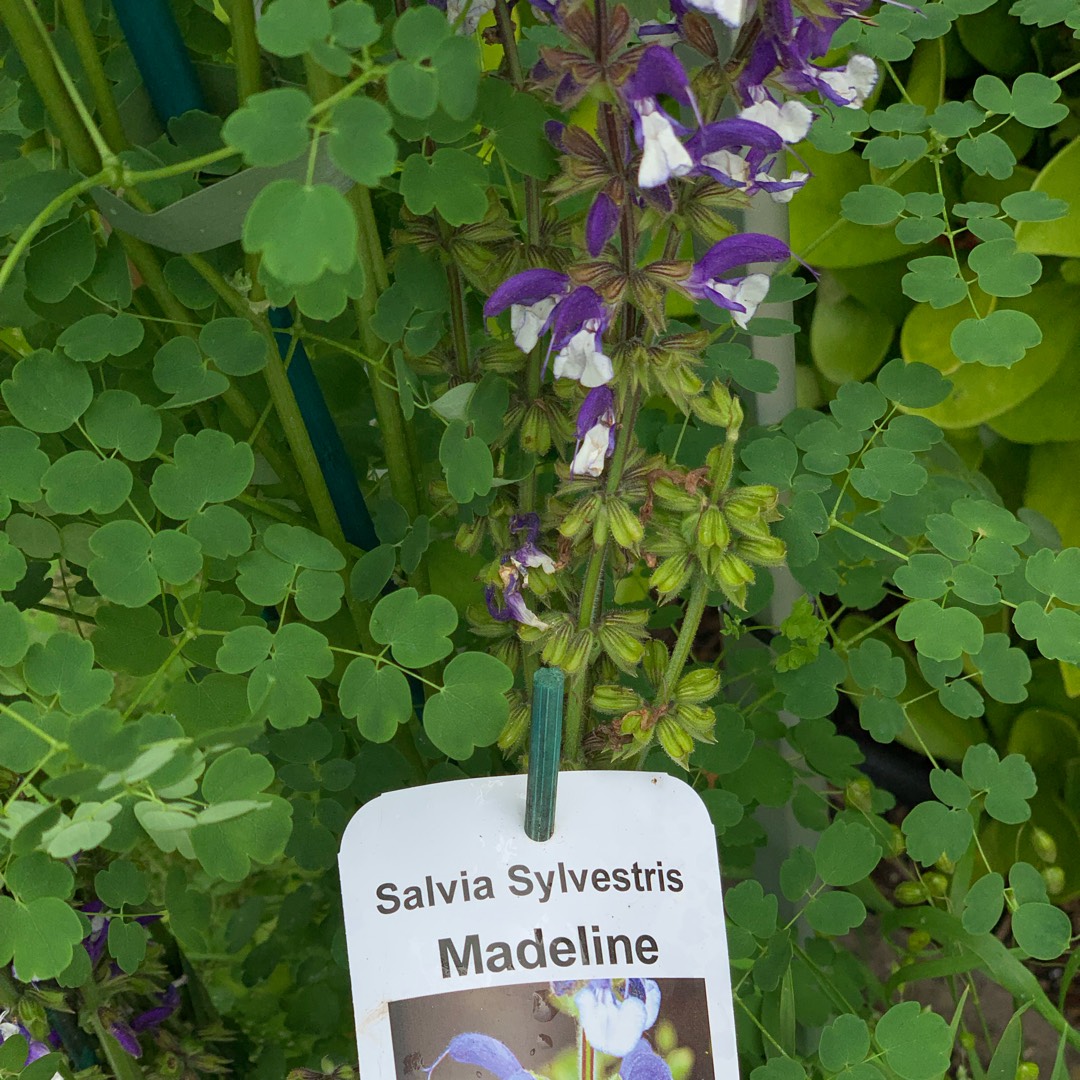 Salvia x sylvestris Madeline in the GardenTags plant encyclopedia Salvia Madeline in the GardenTags plant encyclopedia