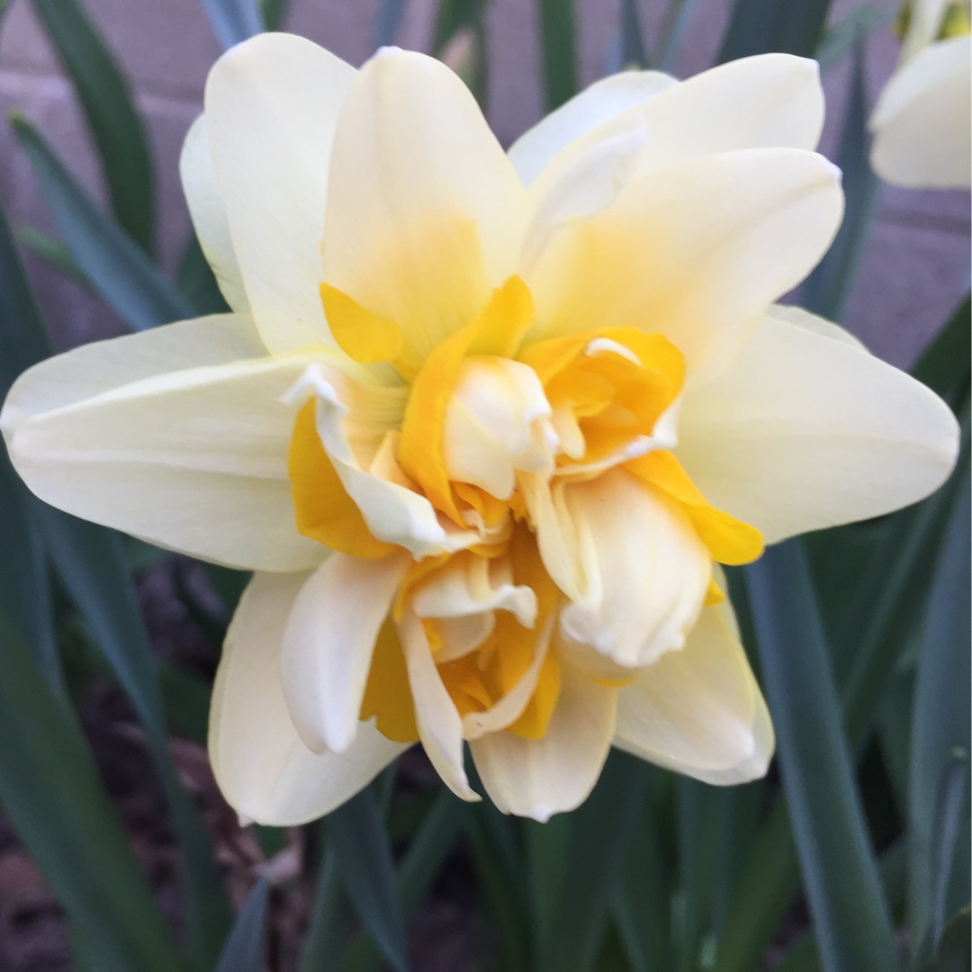 Daffodil Peach Cobbler (Double) in the GardenTags plant encyclopedia