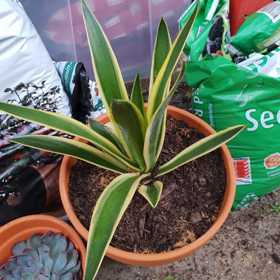 Agave desmettiana Golden Moments in the GardenTags plant encyclopedia Agave Golden Moments in the GardenTags plant encyclopedia