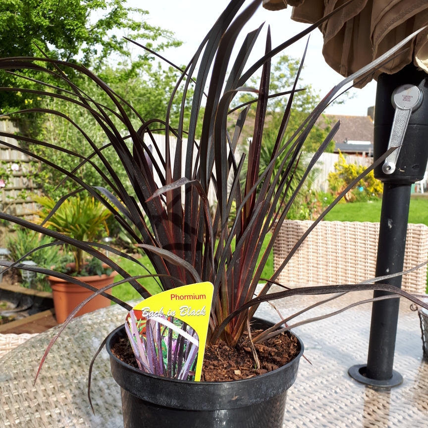Phormium Chromium Black is Black in the GardenTags plant encyclopedia New Zealand Flax Chromium Black is Black in the GardenTags plant encyclopedia