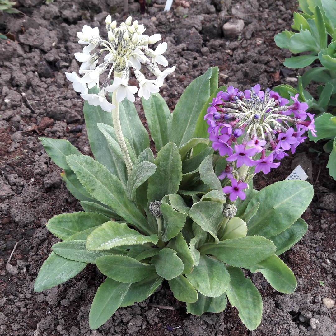 Primula chionantha in the GardenTags plant encyclopedia Japanese Hardy Primrose in the GardenTags plant encyclopedia