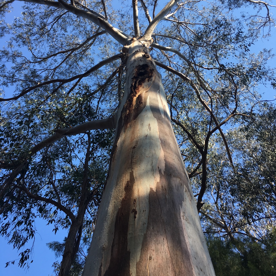 Eucalyptus Pseudoglobulus in the GardenTags plant encyclopedia Gippsland Blue Gum in the GardenTags plant encyclopedia