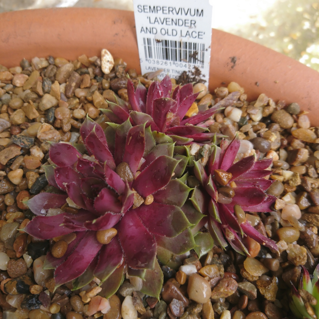 Sempervivum Lavender And Old Lace in the GardenTags plant encyclopedia Sempervivum Lavender and Old Lace in the GardenTags plant encyclopedia