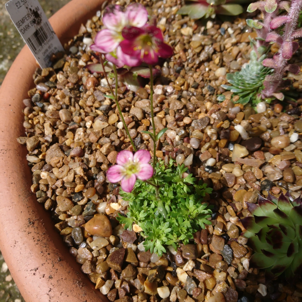 Saxifraga Elf in the GardenTags plant encyclopedia Saxifrage Elf in the GardenTags plant encyclopedia