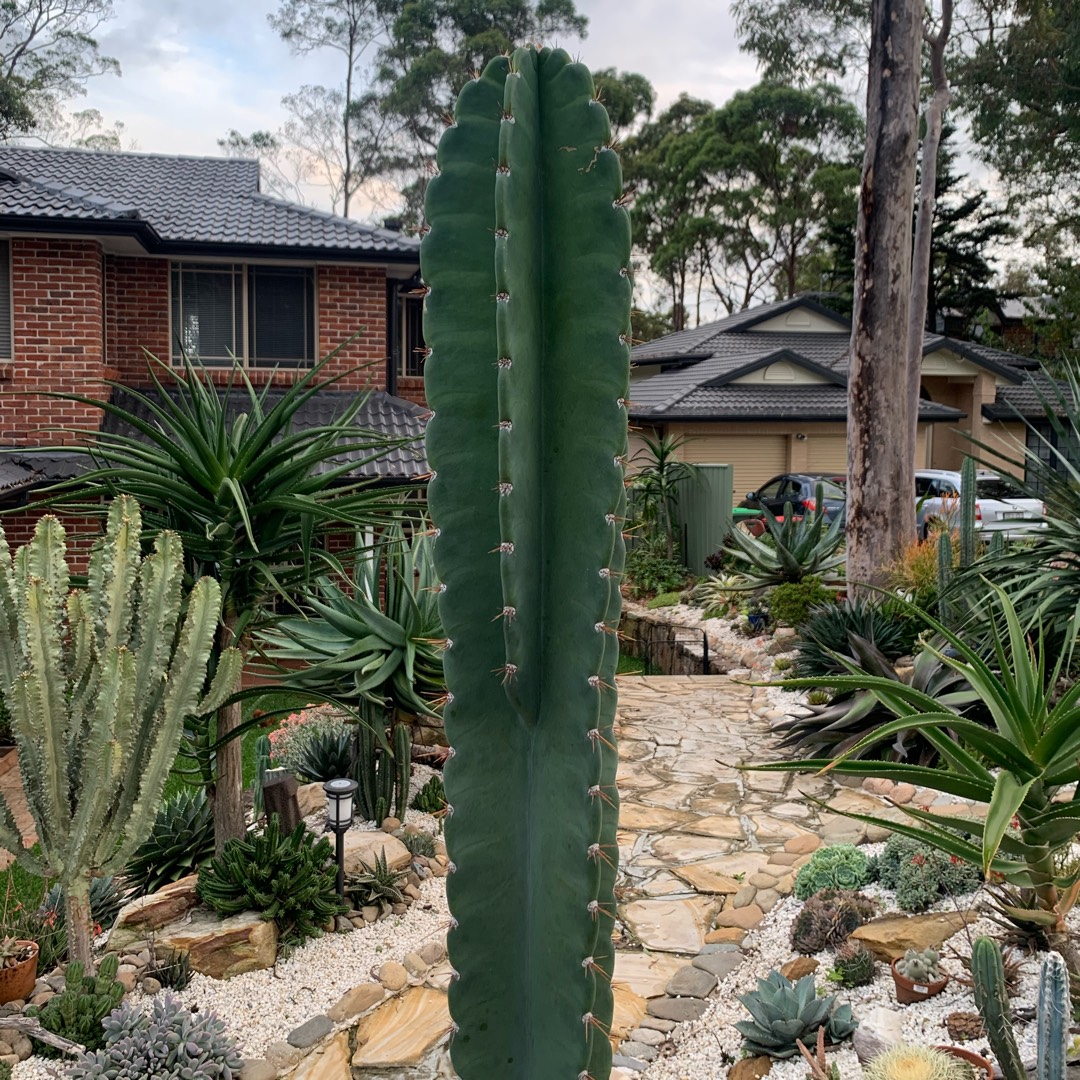 Cereus jamacaru in the GardenTags plant encyclopedia Cereus mandacaru in the GardenTags plant encyclopedia